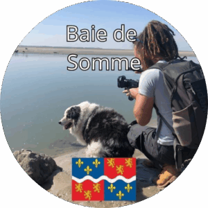 Homme avec caméra et,chien, filmant les phoques en bord de mer dans la Baie de Somme, avec le drapeau régional en bas de l’image