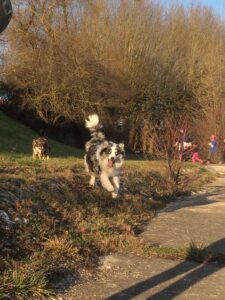 Deux chiens courant sur un talus herbeux lors d’une promenade en famille, lumière dorée d’une fin de journée en pleine nature.