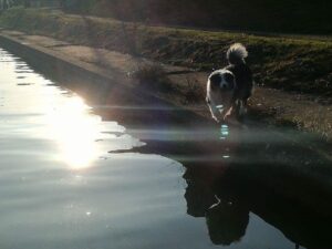 Chien marchant au bord d’un canal ensoleillé, avec reflets de lumière sur l’eau et ambiance paisible de balade au fil de l’eau.
