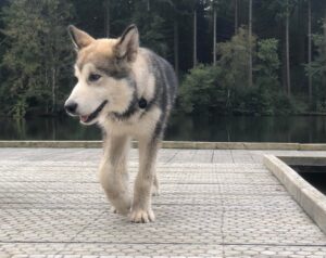 Chien nordique marchant sur un ponton en bois au bord d’un lac, entouré de forêt, dans une ambiance paisible et naturelle.