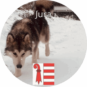 Chien de type nordique marchant dans la neige dans le Jura, avec le drapeau rouge et blanc de la région en bas de l’image