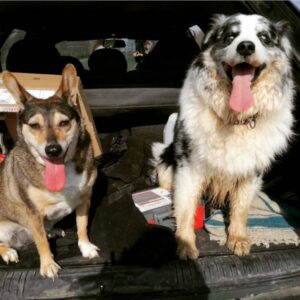 Deux chiens assis à l’arrière d’un véhicule, langue pendante et regard joyeux, prêts à partir en escapade.