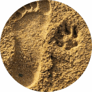 Une empreinte de pied humain et une empreinte de patte de chien côte à côte dans le sable, symbole fort du lien entre humain et compagnon à quatre pattes.