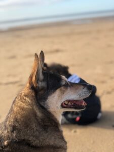 Gros plan d’un chien regardant la mer, assis sur une plage aux côtés d’un enfant flou à l’arrière-plan. Scène paisible d’un instant partagé au bord de l’eau.