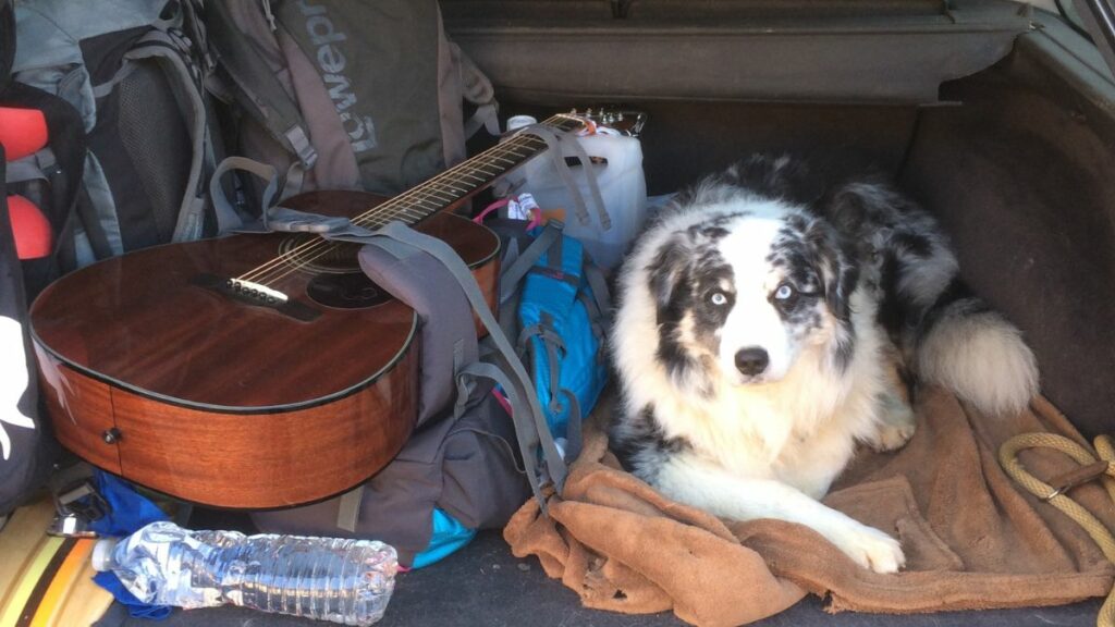 Checklist pour voyager avec son chien : papiers, trousse de secours et accessoires indispensables