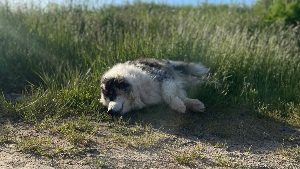 chien sénior couché dans l’herbe pendant un voyage, se reposant au soleil