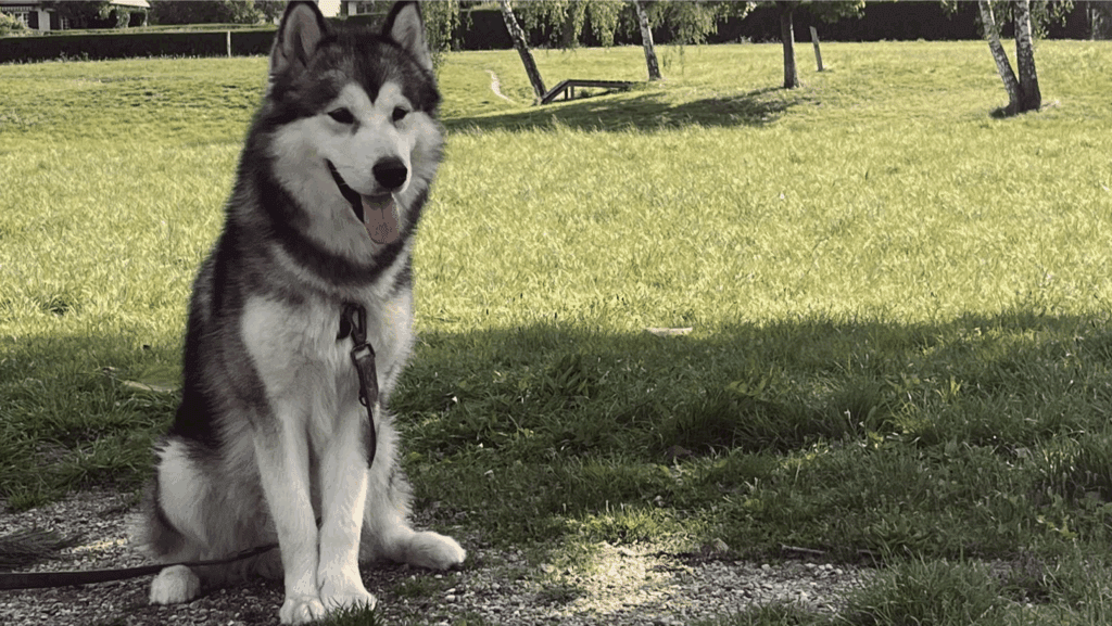 Anoki est détendu, à l'aise