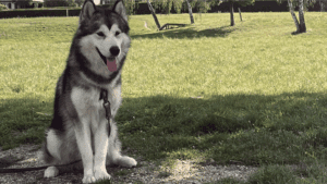 Anoki est détendu, à l'aise