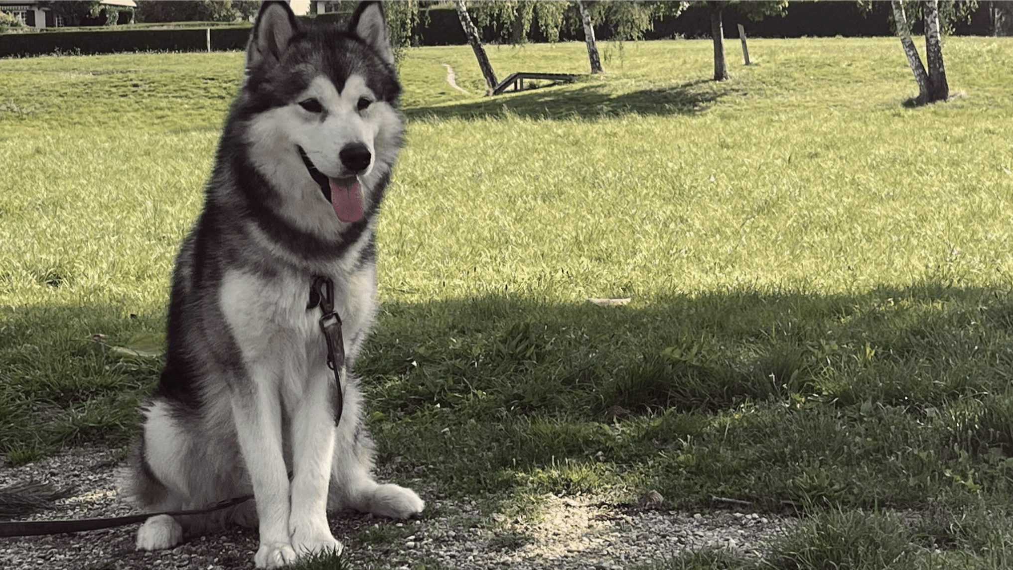 Anoki est détendu, à l'aise